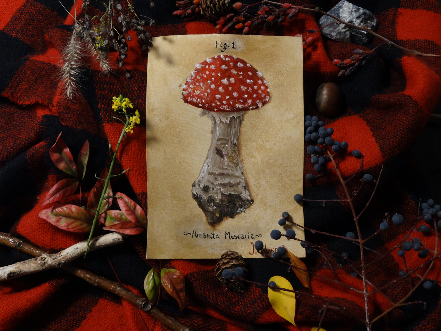 Amanita Muscaria (Matamoscas)