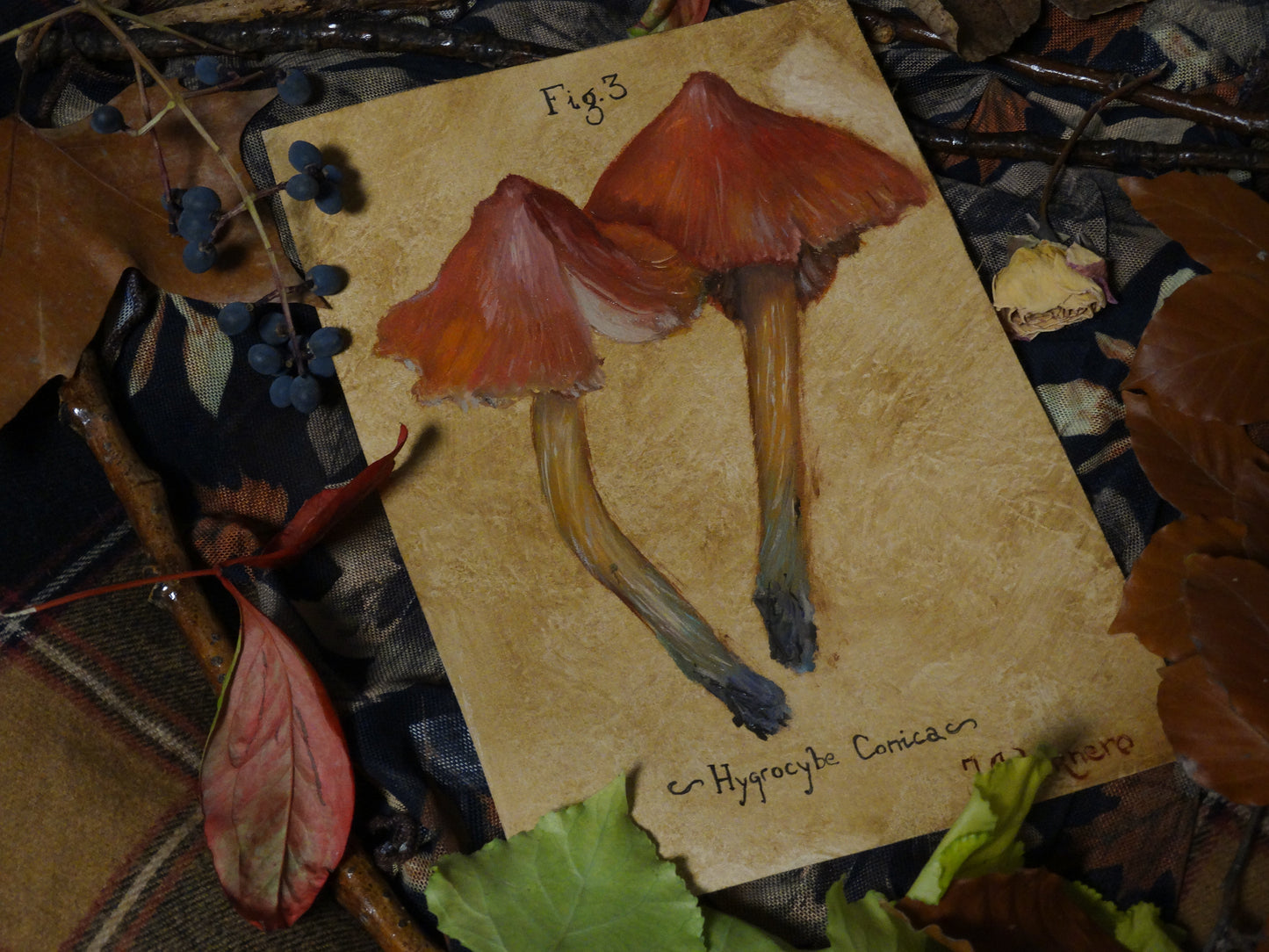 Hygrocybe Conica (Campanita Cónica)