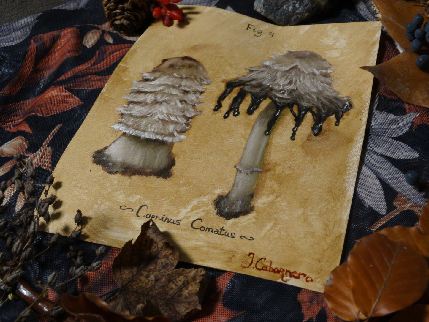 Coprinus Comatus (Seta de tinta)